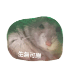 super super cute hamster（個別スタンプ：2）
