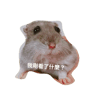 super super cute hamster（個別スタンプ：3）