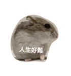 super super cute hamster（個別スタンプ：4）