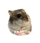 super super cute hamster（個別スタンプ：5）