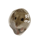 super super cute hamster（個別スタンプ：7）
