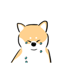 cute Shiba Inu daily（個別スタンプ：2）