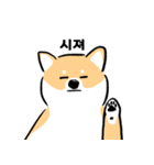 cute Shiba Inu daily（個別スタンプ：6）