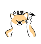 cute Shiba Inu daily（個別スタンプ：9）