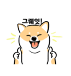 cute Shiba Inu daily（個別スタンプ：10）