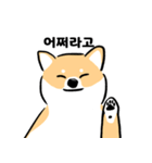 cute Shiba Inu daily（個別スタンプ：11）