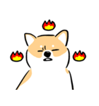 cute Shiba Inu daily（個別スタンプ：13）