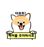 cute Shiba Inu daily（個別スタンプ：20）