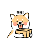 cute Shiba Inu daily（個別スタンプ：23）