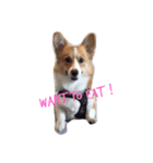 bibidog2（個別スタンプ：1）