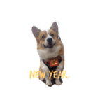 bibidog2（個別スタンプ：2）