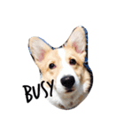 bibidog2（個別スタンプ：3）