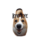 bibidog2（個別スタンプ：4）