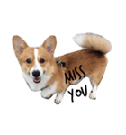 bibidog2（個別スタンプ：5）