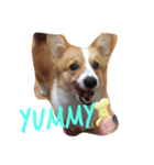 bibidog2（個別スタンプ：7）