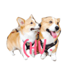 bibidog2（個別スタンプ：8）