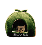 びびこのきもち（個別スタンプ：6）