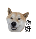 My name is Shiba PartII（個別スタンプ：1）
