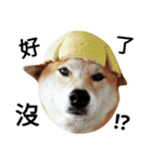 My name is Shiba PartII（個別スタンプ：3）