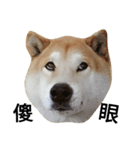 My name is Shiba PartII（個別スタンプ：4）
