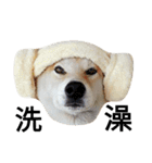 My name is Shiba PartII（個別スタンプ：6）