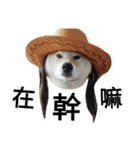 My name is Shiba PartII（個別スタンプ：7）