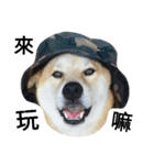 My name is Shiba PartII（個別スタンプ：8）