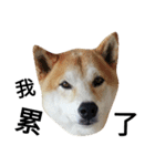 My name is Shiba PartII（個別スタンプ：9）