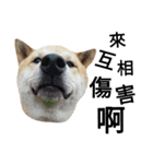 My name is Shiba PartII（個別スタンプ：12）