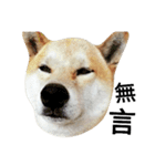 My name is Shiba PartII（個別スタンプ：13）