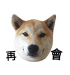 My name is Shiba PartII（個別スタンプ：16）