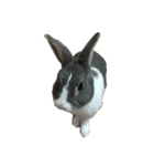 QQrabbit（個別スタンプ：1）