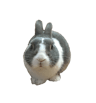 QQrabbit（個別スタンプ：2）