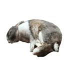 QQrabbit（個別スタンプ：3）