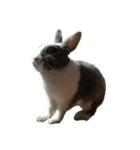 QQrabbit（個別スタンプ：4）