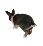 QQrabbit（個別スタンプ：6）