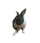 QQrabbit（個別スタンプ：8）
