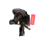 Mix Happy Dog（個別スタンプ：2）