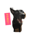 Mix Happy Dog（個別スタンプ：3）