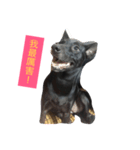 Mix Happy Dog（個別スタンプ：6）