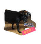Mix Happy Dog（個別スタンプ：7）