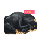 Mix Happy Dog（個別スタンプ：8）