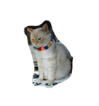 my cat su 2（個別スタンプ：1）