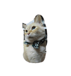 my cat su 2（個別スタンプ：2）