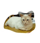 my cat su 2（個別スタンプ：4）