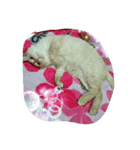 my cat su 2（個別スタンプ：5）