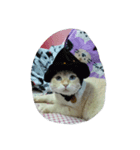 my cat su 2（個別スタンプ：7）