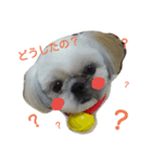 シーズーkibiちゃん（個別スタンプ：1）