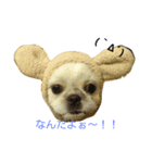 シーズーkibiちゃん（個別スタンプ：7）