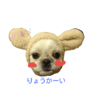 シーズーkibiちゃん（個別スタンプ：9）